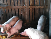 Porci de vanzare
