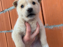 Donez căței găsiți