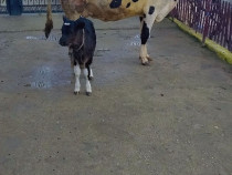 Vacă foarte bună de lapte cu vitel