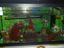 Acvariu pești și accesorii