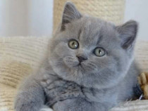 British shorthair puiuți