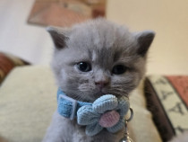 British shorthair lila