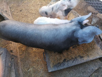 Animale domestice de v&acirc;nzare