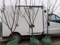 Pomi fructiferi la Balot 3-4 ani