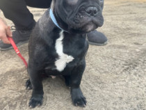 Bulldog francez blue