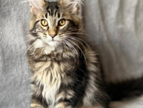Maine coon frumoși