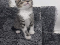 Pisici Ragdoll De Vanzare Brasov - Blog Pisica