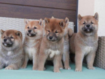 Pui shiba inu diferite nuante