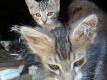 Pisicuță spre adopție, gratuit - Lajumate.ro