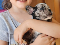 Timisoara u2022 Animale de companie πΆπ± Lajumate.ro u2022 Anunturi gratuite