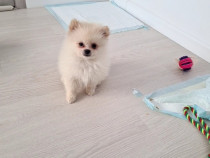 Pomeranian mini toy boo