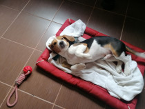 Beagle adoptie