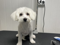 Femele bichon maltez talie mică
