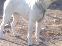 Câine dog argentinian