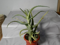 Aloe arborescens (planta vindecătoare)