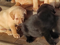 Labrador pui golden și black