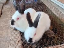 Iepurasi Pui și adulti de california californian