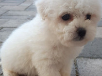 Pui de bichon bolognese