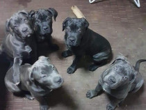 Pui din rasa cane corso