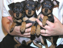 Pui de pinscher pitic