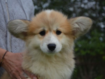 Pui welsh pembroke corgi