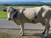 Vaca Sat Dumbrăveni comuna Râșca