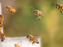 14 familii de albine carpatine, foarte puternice/productive.