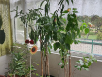 Flori de interior și balcon