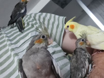 Papagali blanzi: nimfa, rosella, micul alexandru