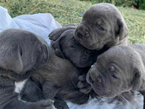 Cațeluși pui de cane corso.