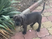 Cațeluși pui de cane corso.