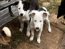 Pui Border Collie