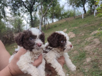 Căței Lagotto Romagnolo