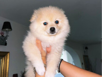 Pomeranian Căței