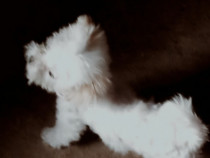 Bichon maltez mini toy