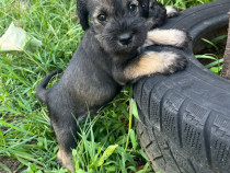 Pui schnauzer pitic