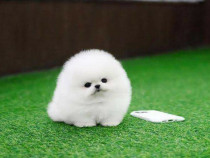 Pomeranian super teeacup