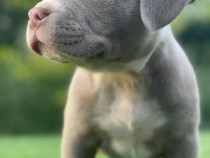 Căței American Bully Pocket