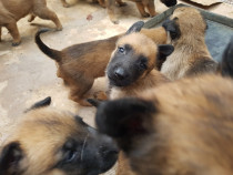 Pui ciobanesc belgian malinois