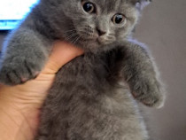 British shorthair blue/Scottish fold