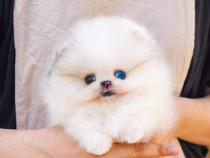 Pomeranian miniatura boo