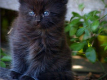 Maine Coon puiuți