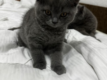 British shorthair