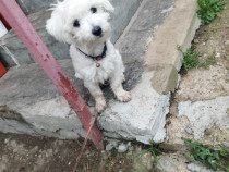 Bichon băiat în vârstă de 5 luni