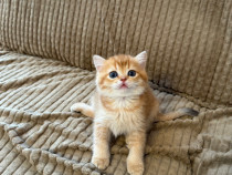 British shorthair golden shaded