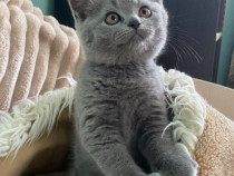 British shorthair blue