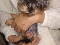 Yorkshire terrier mini toi