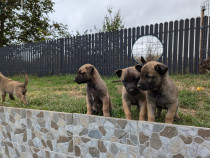 Pui ciobanesc belgian (malinois)