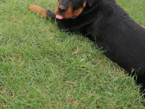 Catelusa rottweiler