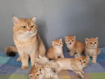 British shorthair puișori